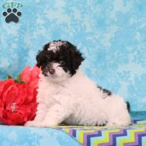 Almond Joy, Toy Poodle Puppy